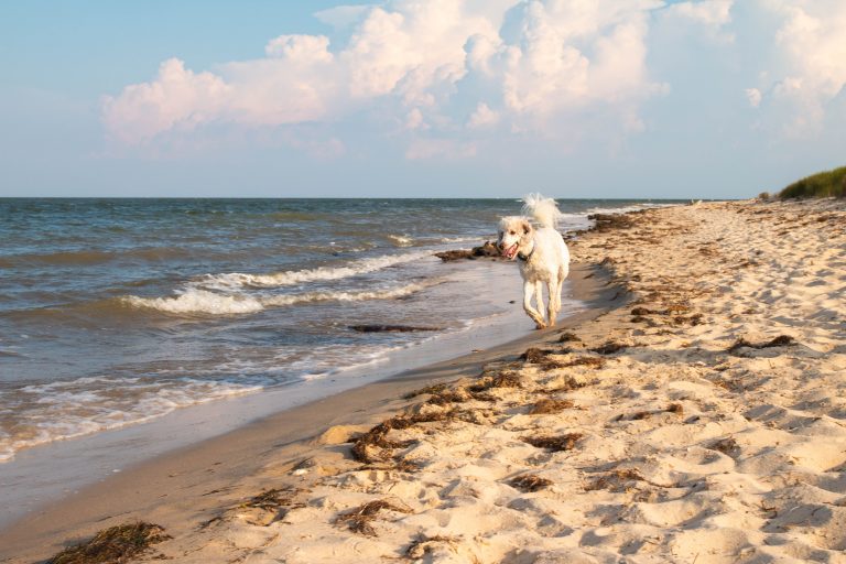 Paddle + Beach + Mathews County On The Chesapeake Bay - Virginia Water ...