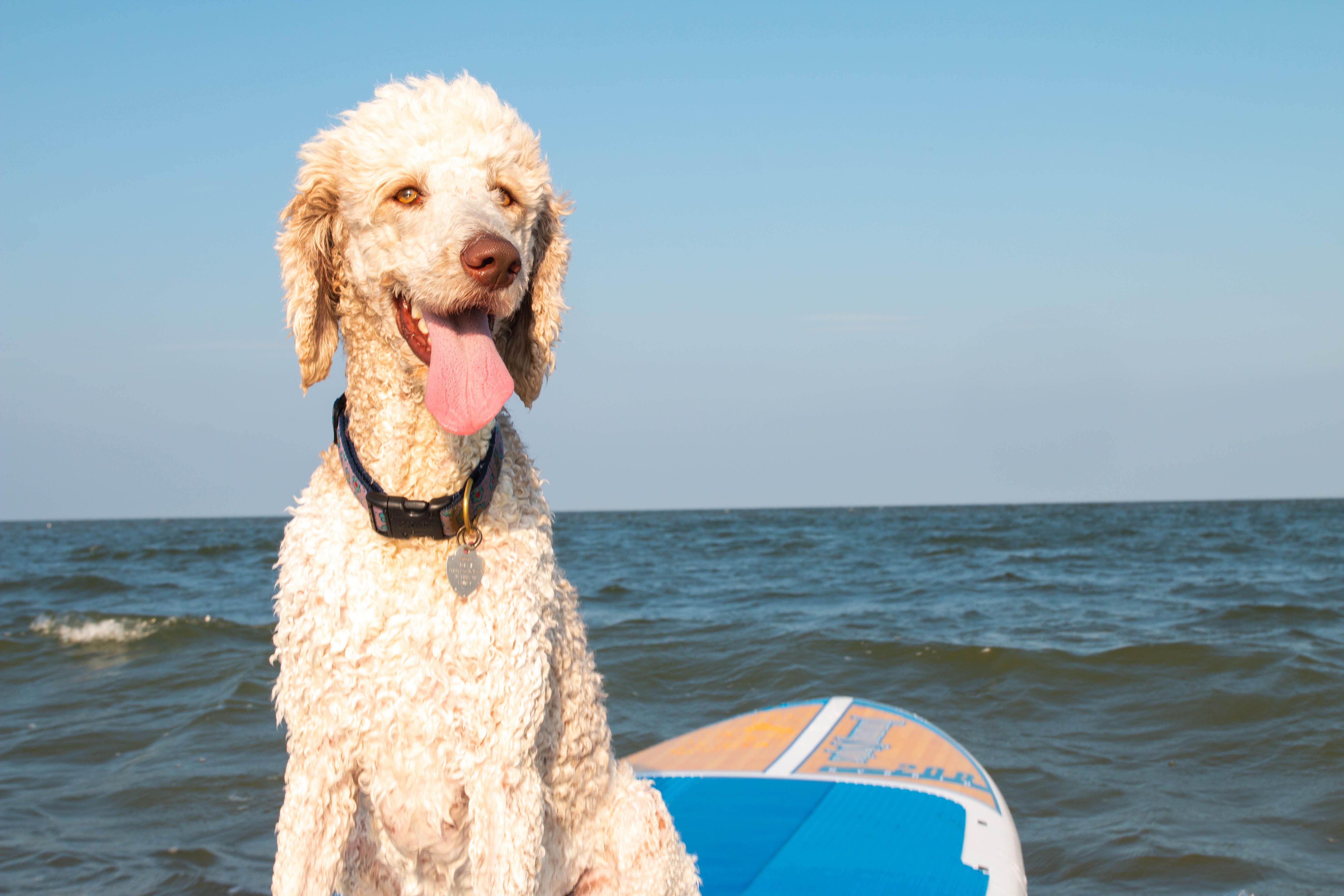 Bethel Beach Mathews Virginia Dog on Paddle Board Summer