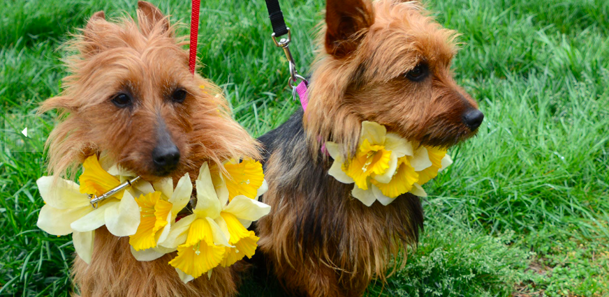 Gloucester Daffodil Festival Dogs Virginia
