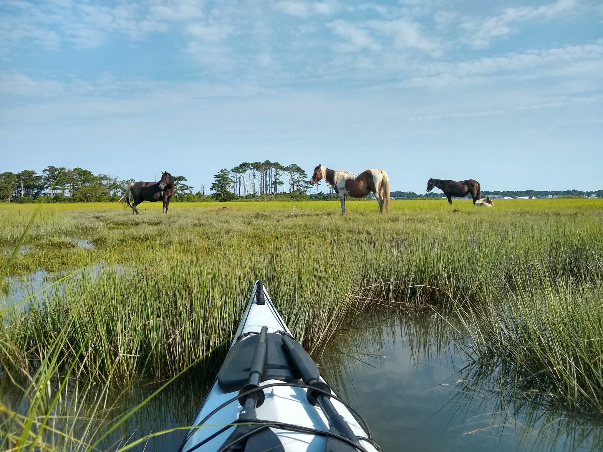 Paddling To See The Famous Chincoteague Ponies: When, Where, And How ...