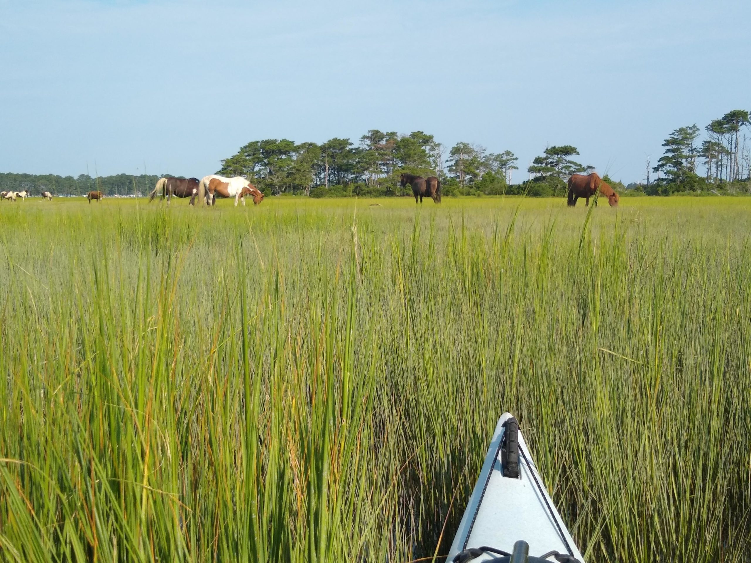 kayak in the foreground, ponies in the distance grazing in the marsh grasses