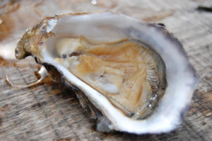 oyster on the half shell