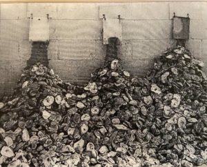 oyster shells piled below shoots