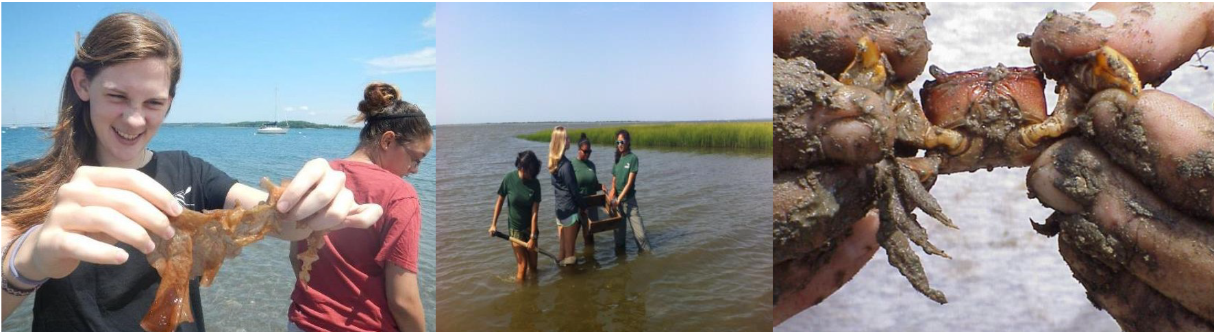 Each year students were introduced to coastal ecology by exploring the Eastern Shore. Working as scientists in the field, they seined the Bay at low tide, did beach transects, and got very muddy.