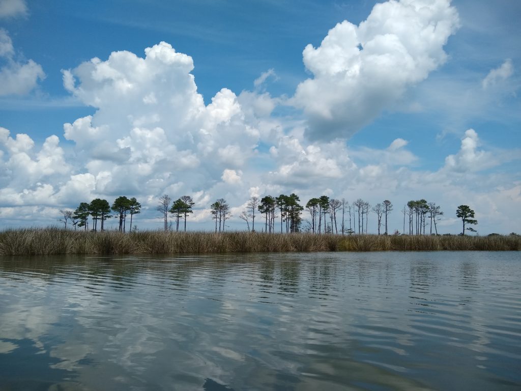 a dozen loblolly pines along the edge of the marsh, with fluffy clouds reflecting on the water