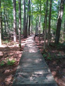 boardwalk meandering through a wooded area