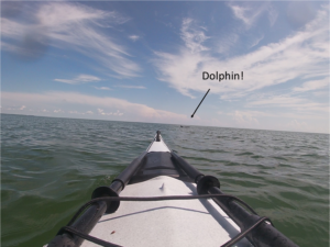 kayak bow in foreground, arrow pointing to dolphin in the background