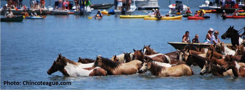 a dozen horses walking in deep water in the foreground with kayakers in the background