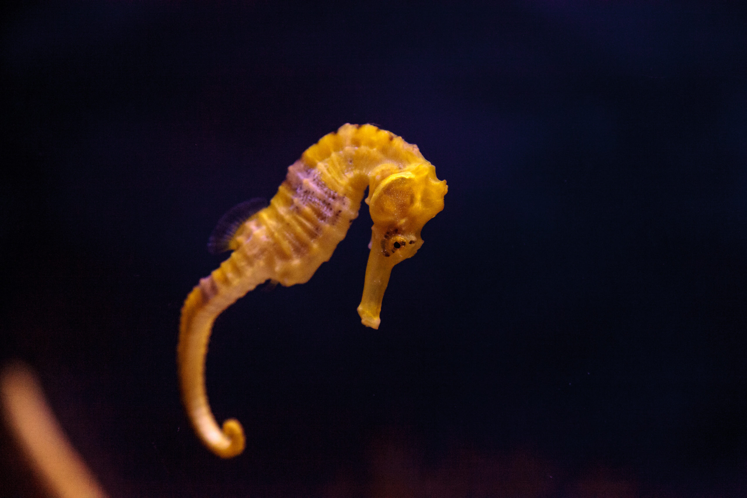 lined seahorse (Hippocampus erectus)