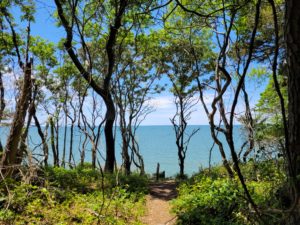 trees and a dirt path in the foreground, overlooking the Chesapeake bay in the background