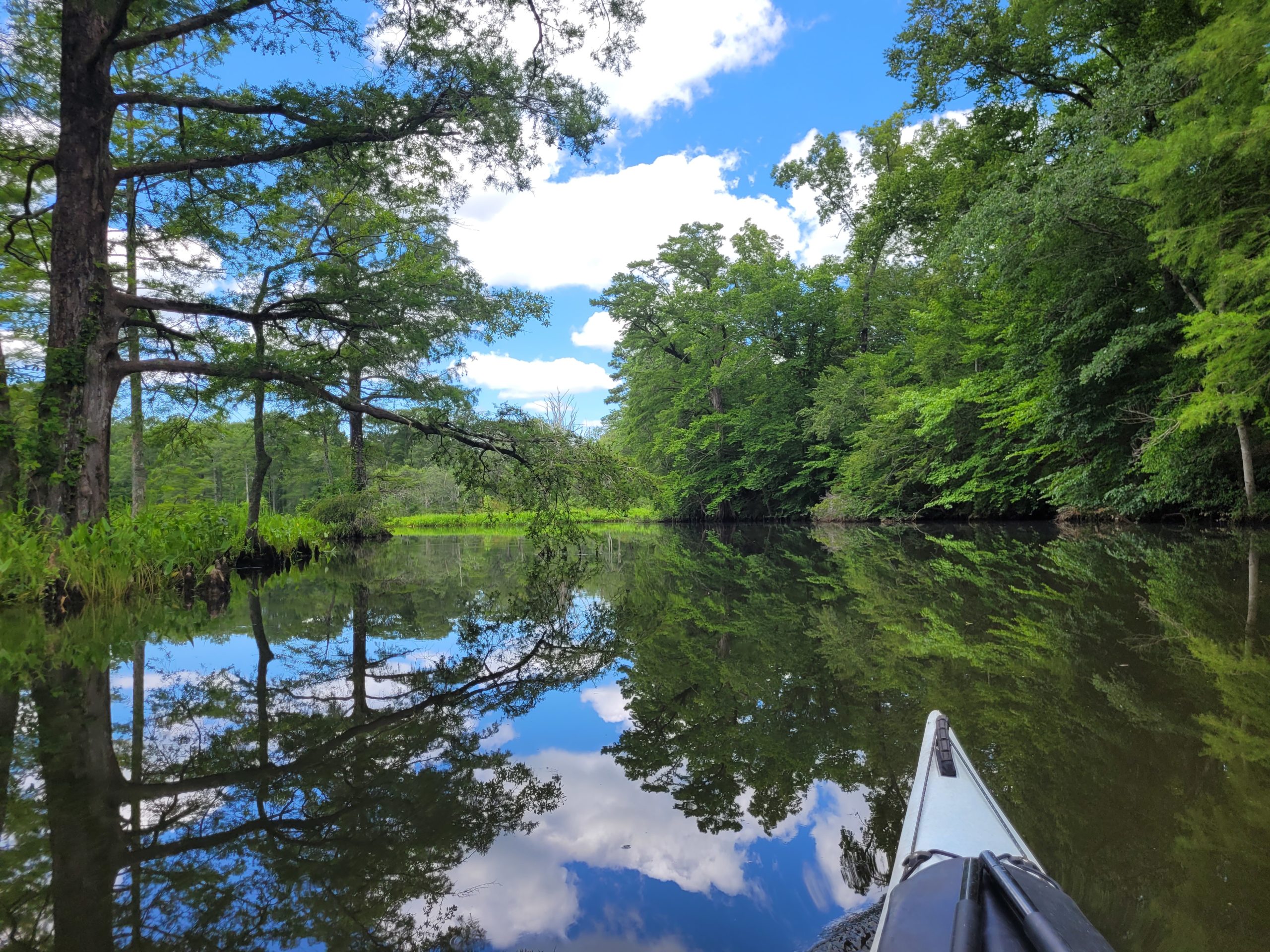 bald cypress trees reflect on still creek waters with a kayak bow in the foreground