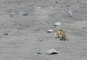 ghost crab stands on the sand with some shells scattered around