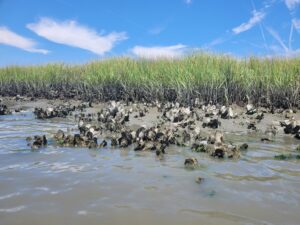 oysters exposed at low tide in a salt marsh