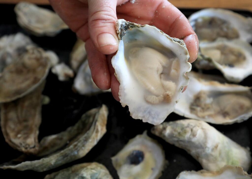 Big Island Aquaculture photo shoot